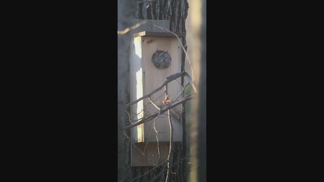 Eastern Screech-Owl - ML280970891