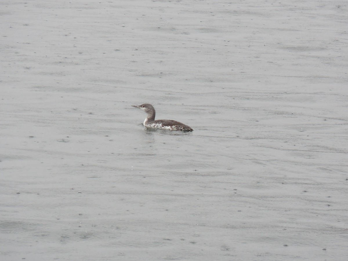 Red-throated Loon - Scott Freeman