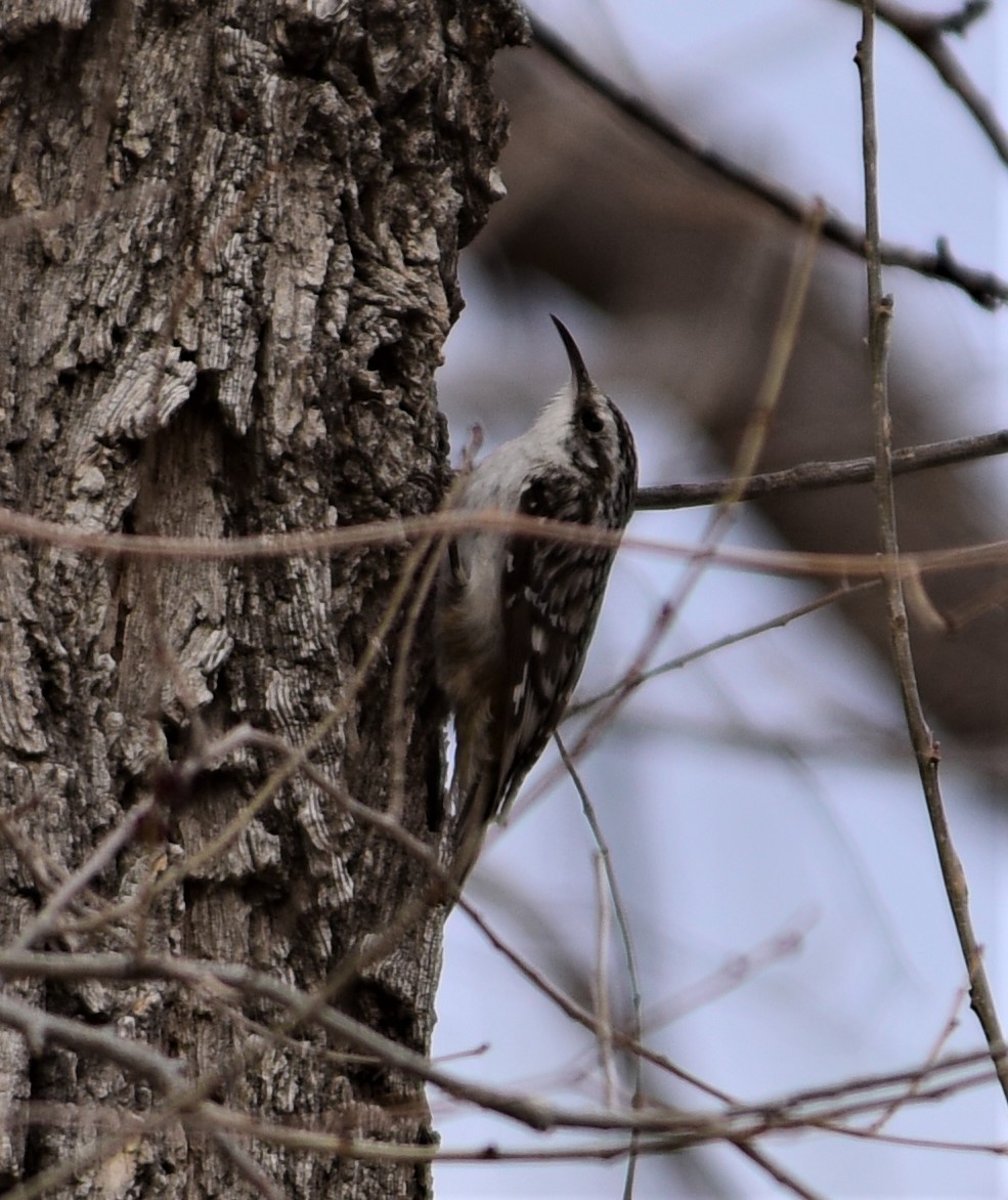 Brown Creeper - ML280971441