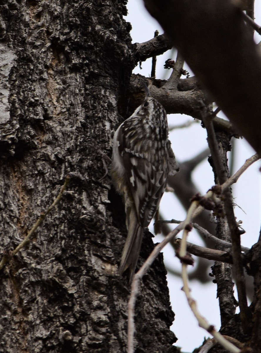 Brown Creeper - ML280971471