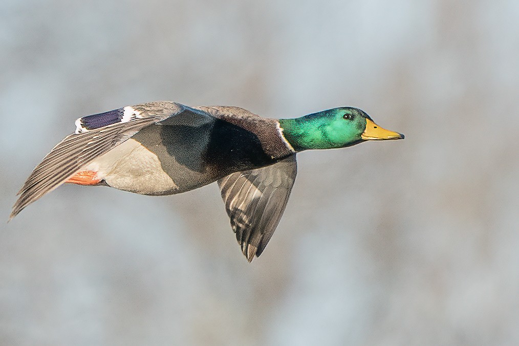 Mallard - ML280971921