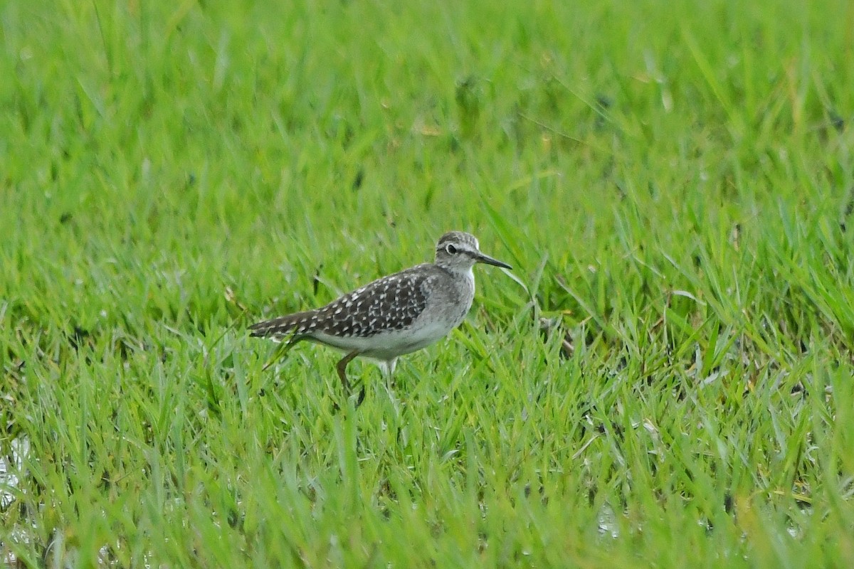 Wood Sandpiper - ML280972031