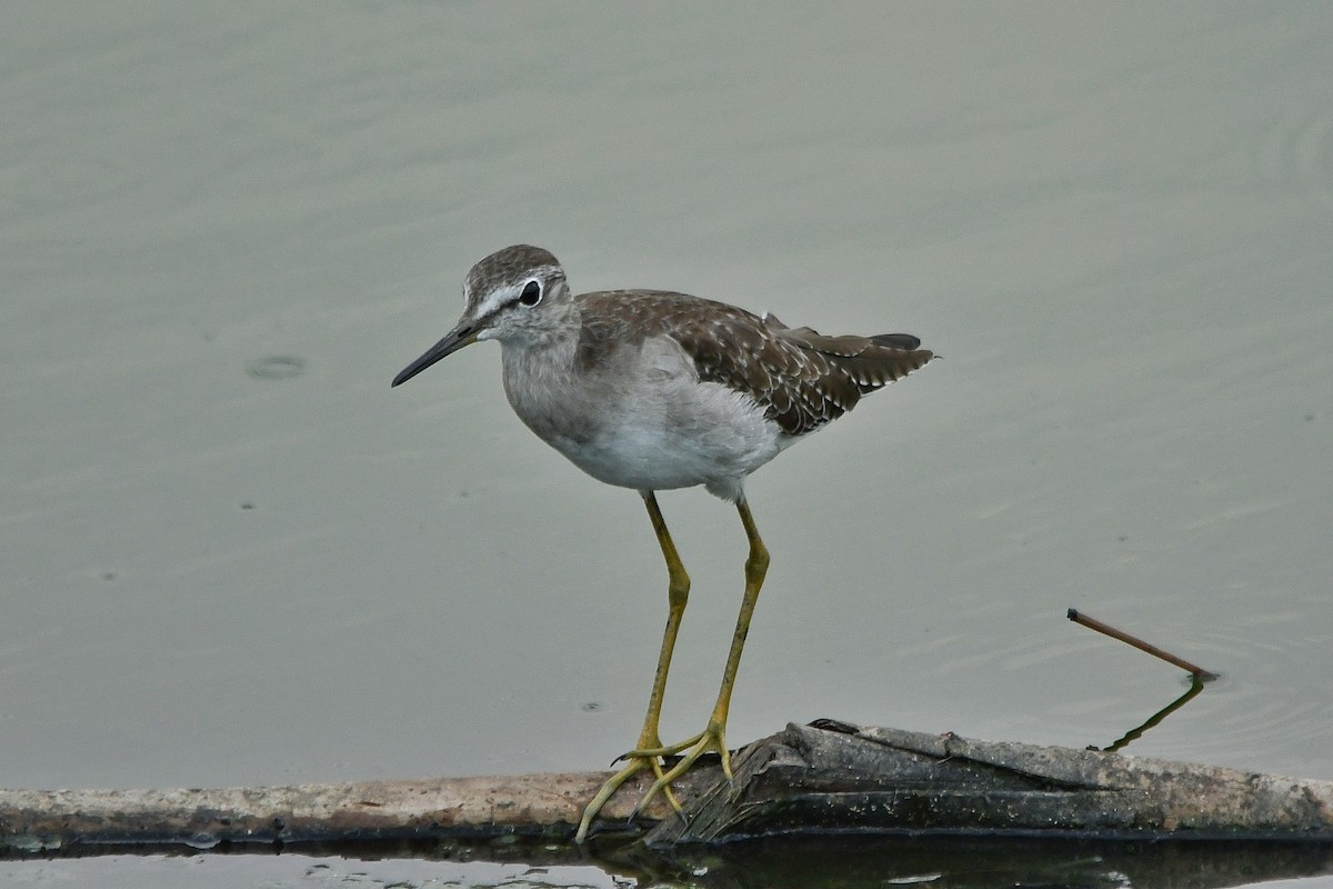 Wood Sandpiper - ML280972071