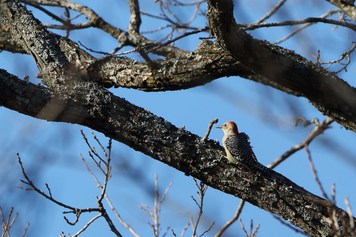 Red-bellied Woodpecker - ML280972181