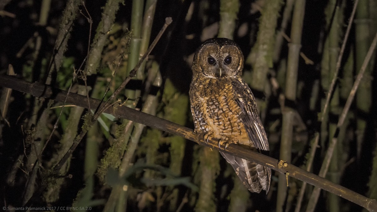 Himalayan Owl - ML280972231