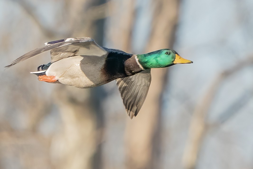 Mallard - Bill Wood