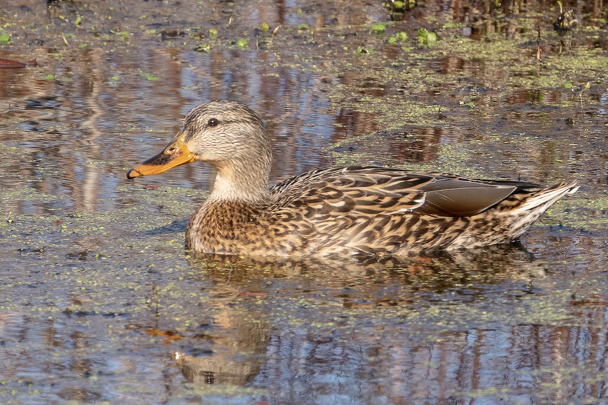 Mallard - ML280972811