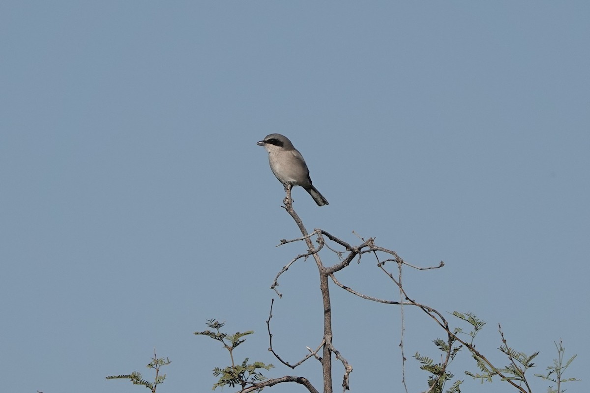 Loggerhead Shrike - ML280972881