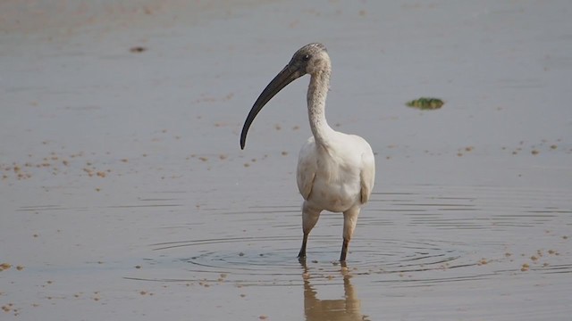 ibis černohlavý - ML280973761