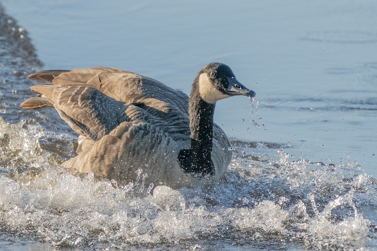 Canada Goose - Bill Wood