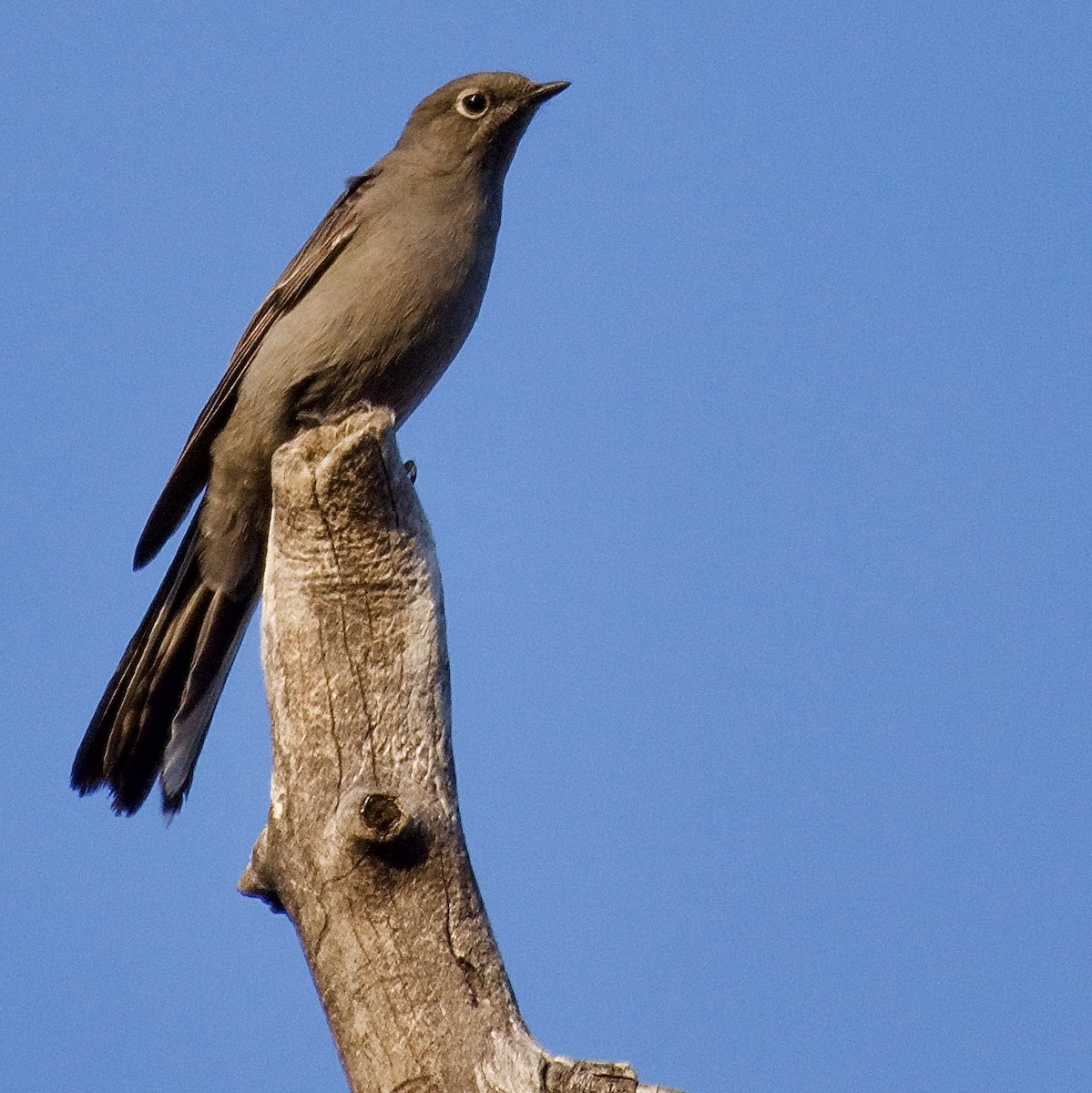 Townsend's Solitaire - ML280978231
