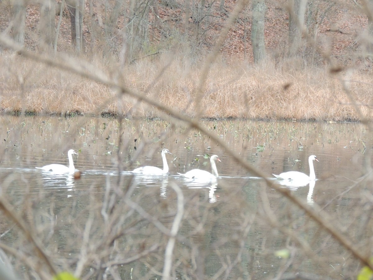 Mute Swan - ML280980331