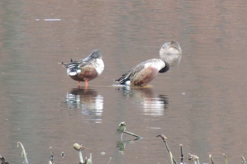 Northern Shoveler - ML280980371