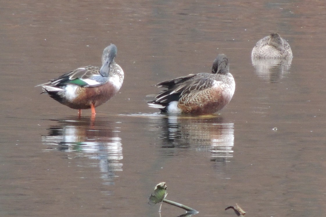 Northern Shoveler - ML280980381