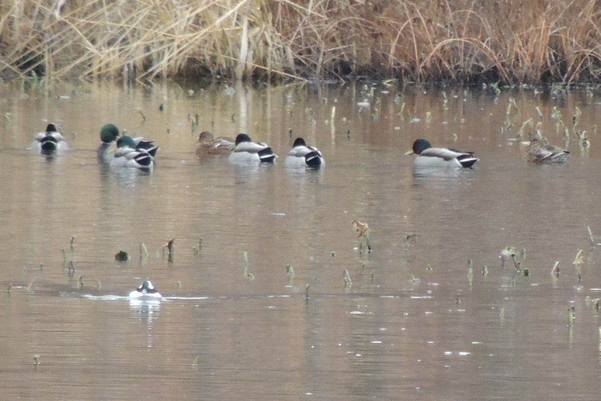 Mallard - James Harding