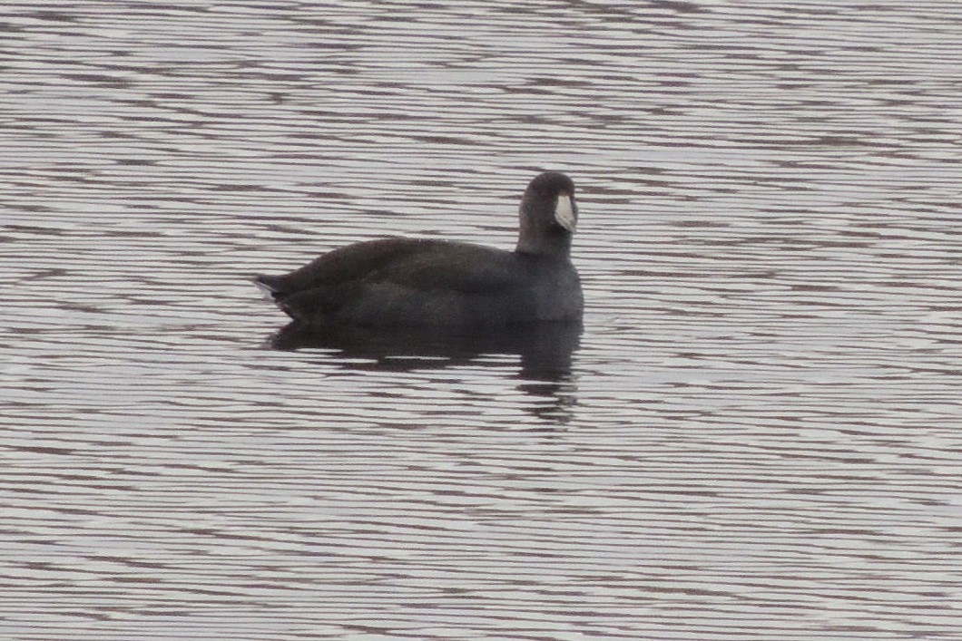 American Coot - ML280980611