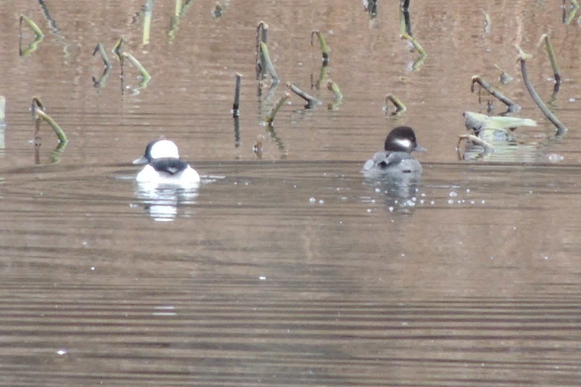 Bufflehead - ML280980701