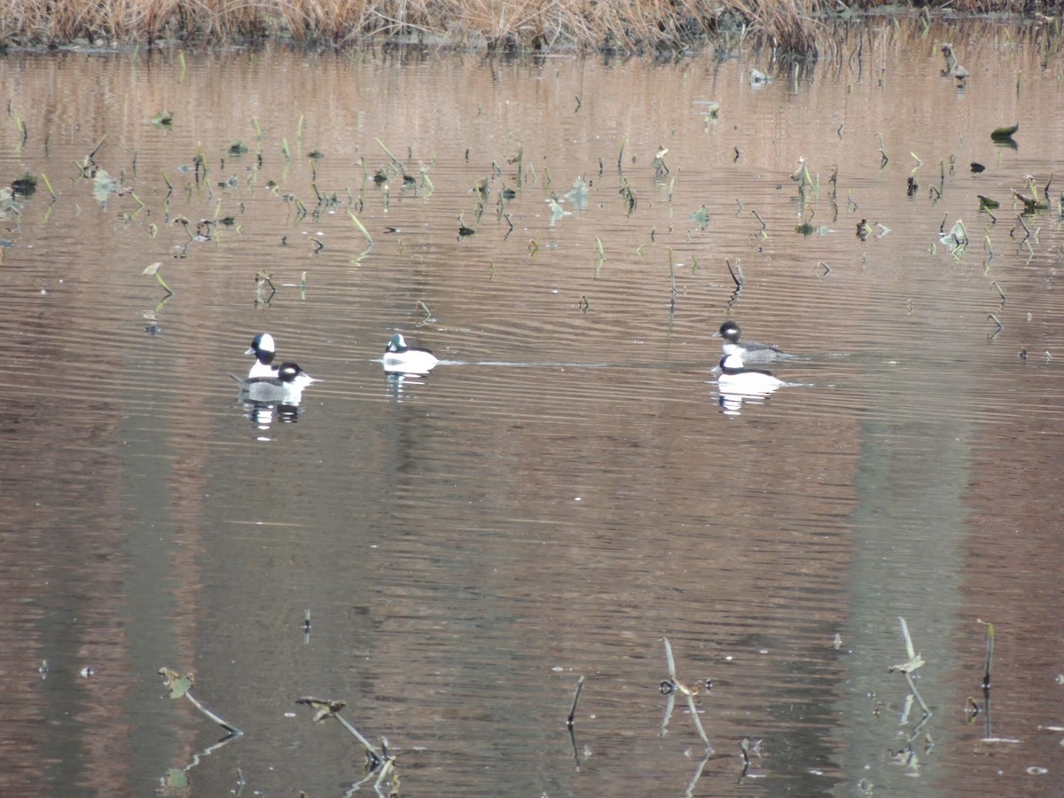 Bufflehead - ML280980711