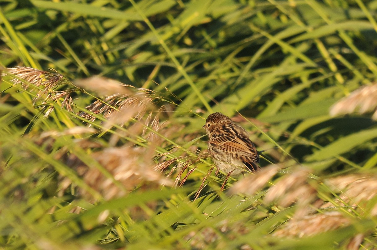 Reed Bunting - Augusto Faustino