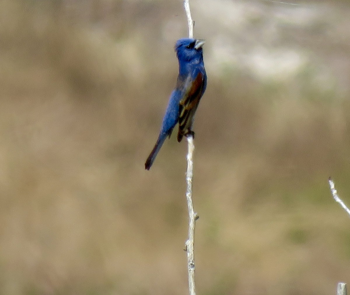 Blue Grosbeak - ML28098261