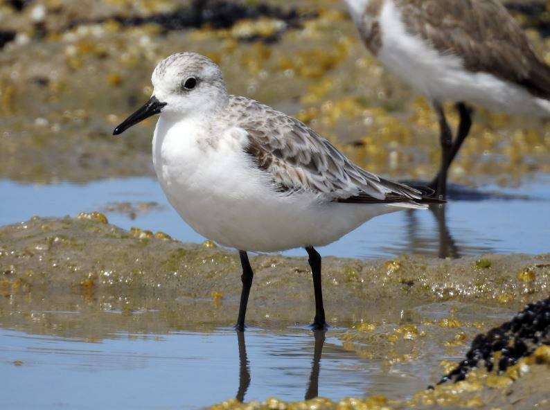 Bécasseau sanderling - ML280983551