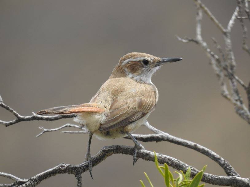 Band-tailed Earthcreeper - ML280983851