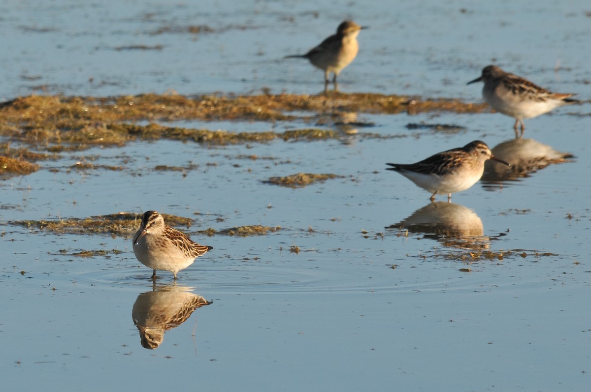 Broad-billed Sandpiper - ML280985491