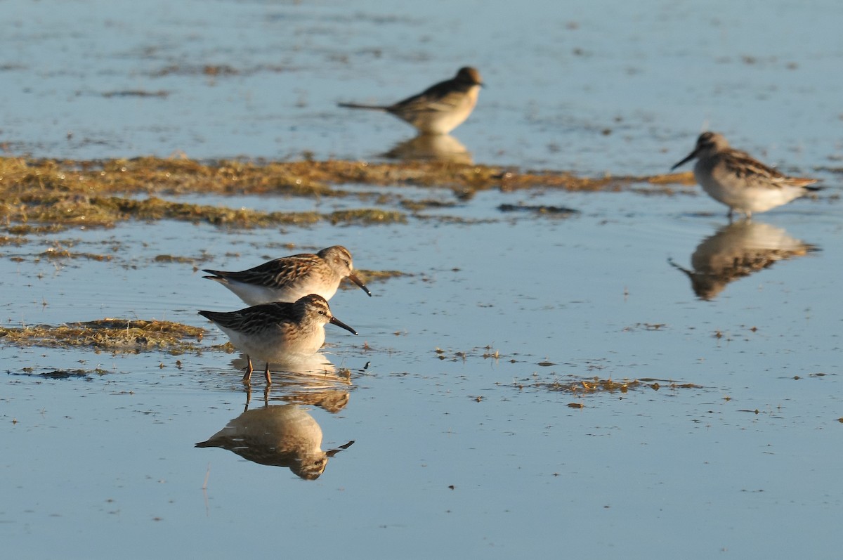 Broad-billed Sandpiper - ML280985511