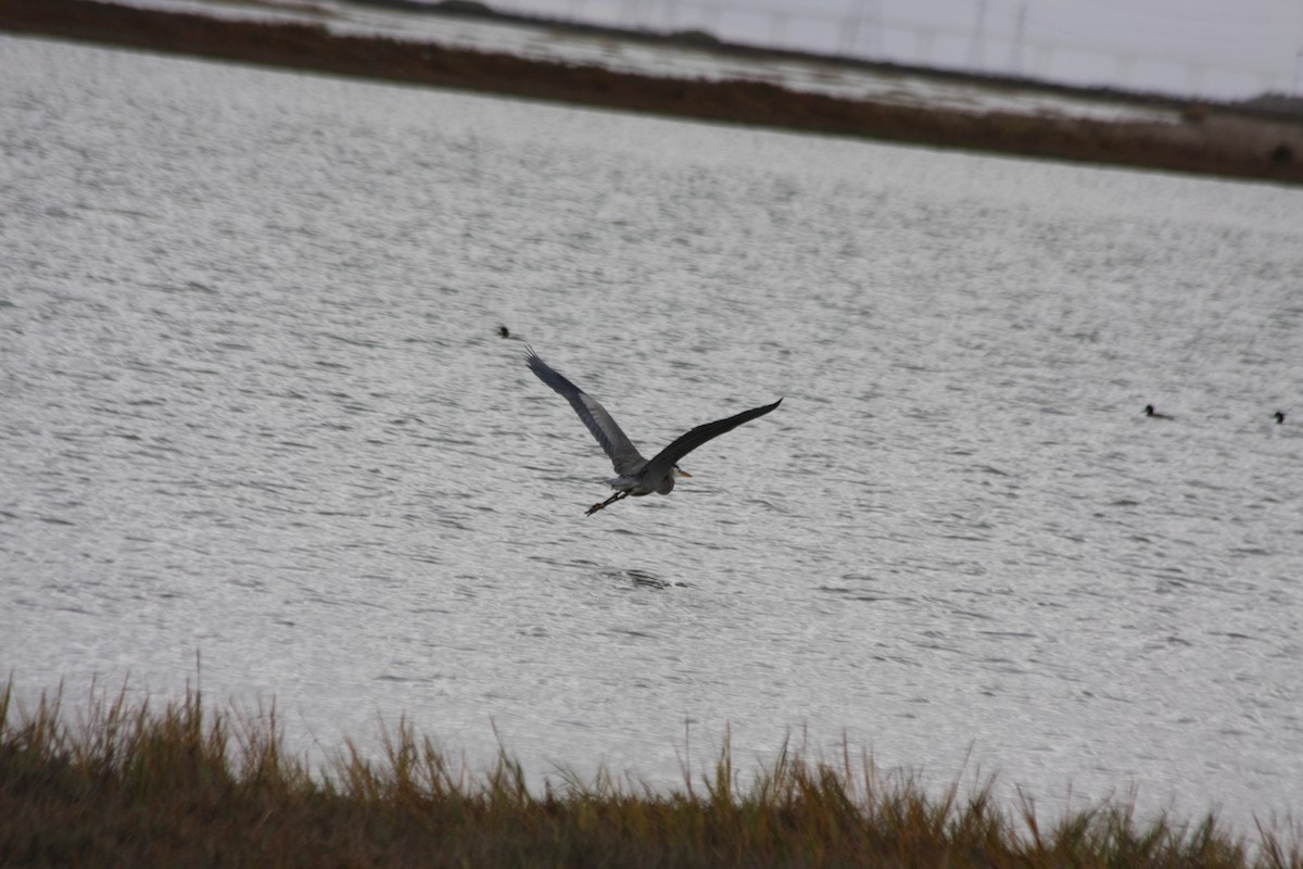 Great Blue Heron (Great Blue) - Michael Long