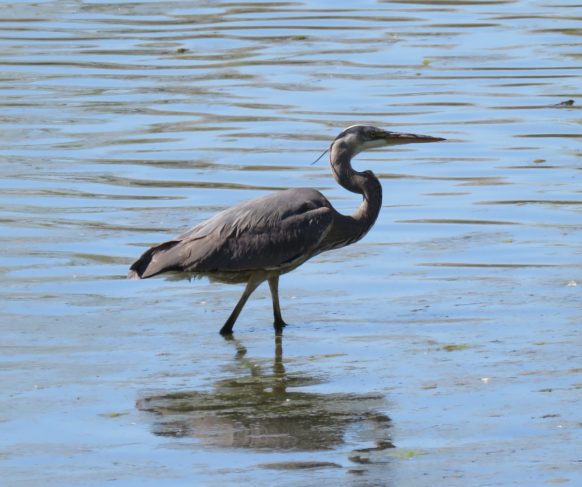 Great Blue Heron - ML28098641