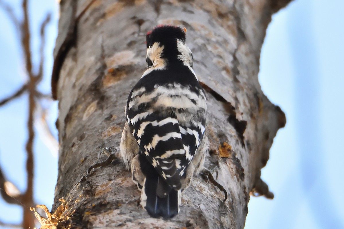 Lesser Spotted Woodpecker - Mu Sano