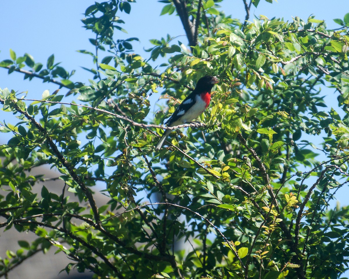 Rose-breasted Grosbeak - ML28098941