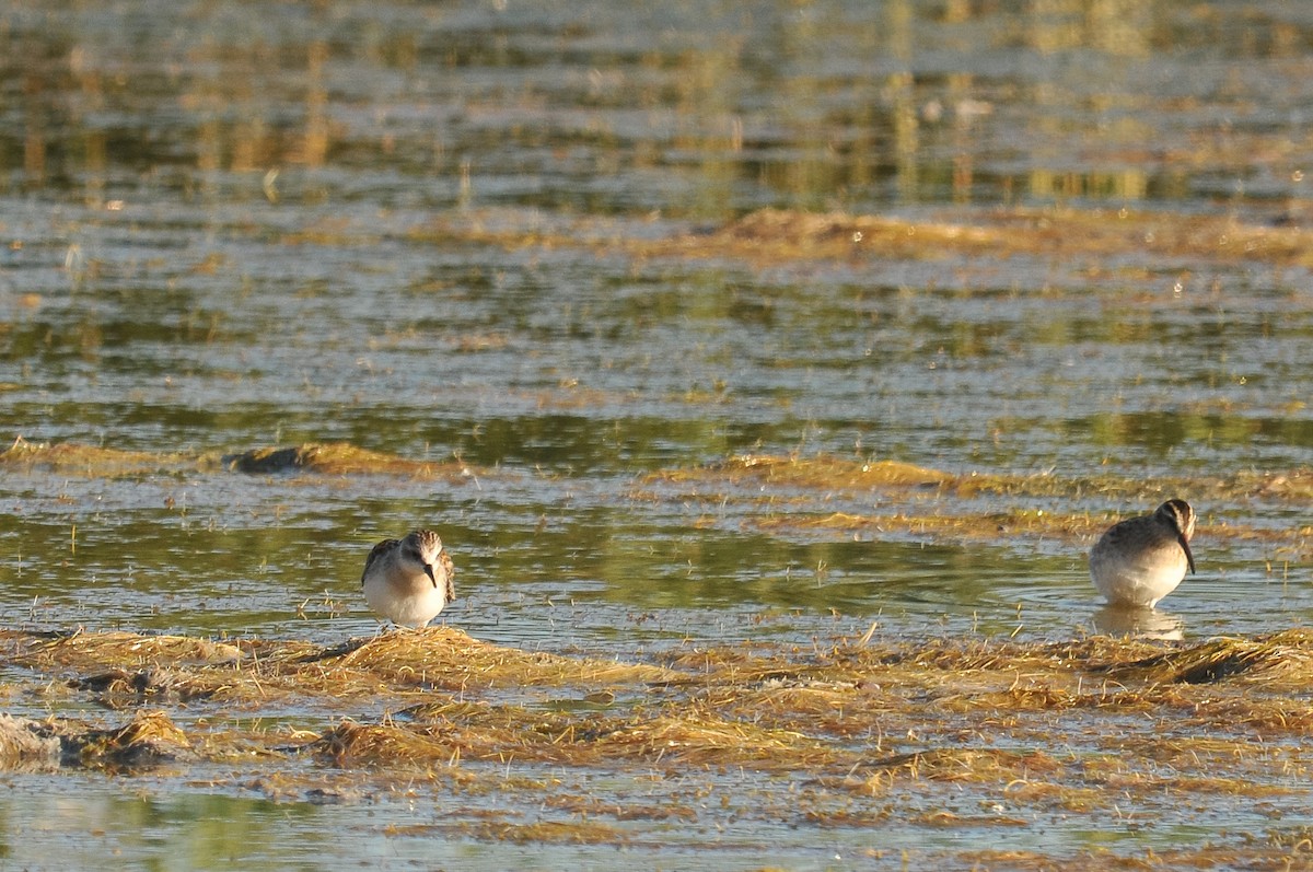 Little Stint - ML280989431