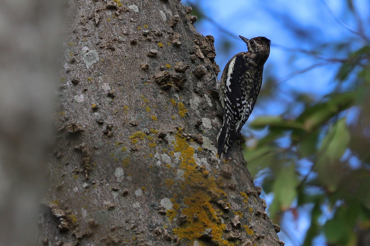 Yellow-bellied Sapsucker - ML280989621