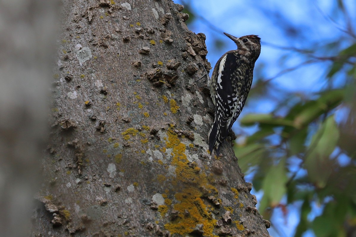 Yellow-bellied Sapsucker - ML280989671