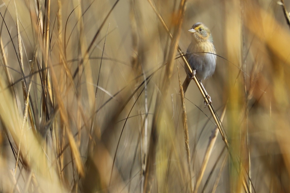 Nelson's Sparrow - ML280989831