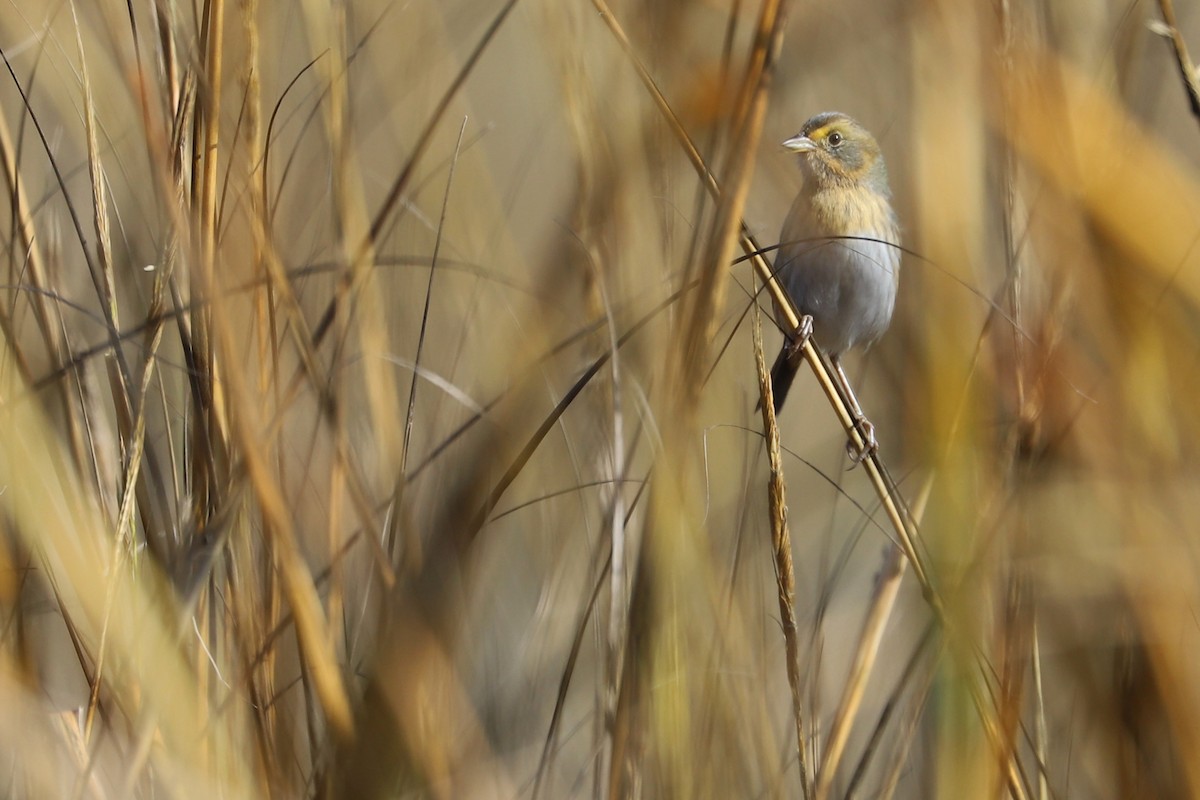 Nelson's Sparrow - Rob Bielawski