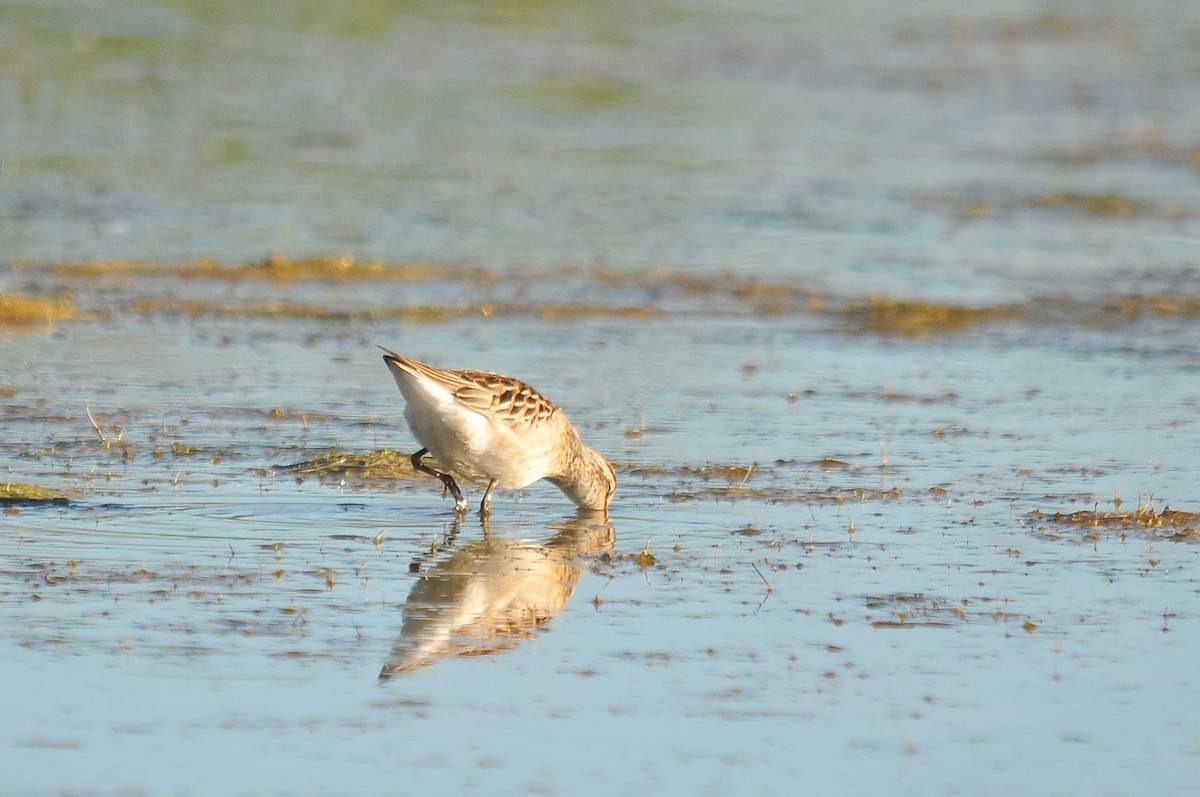 Long-toed Stint - Augusto Faustino