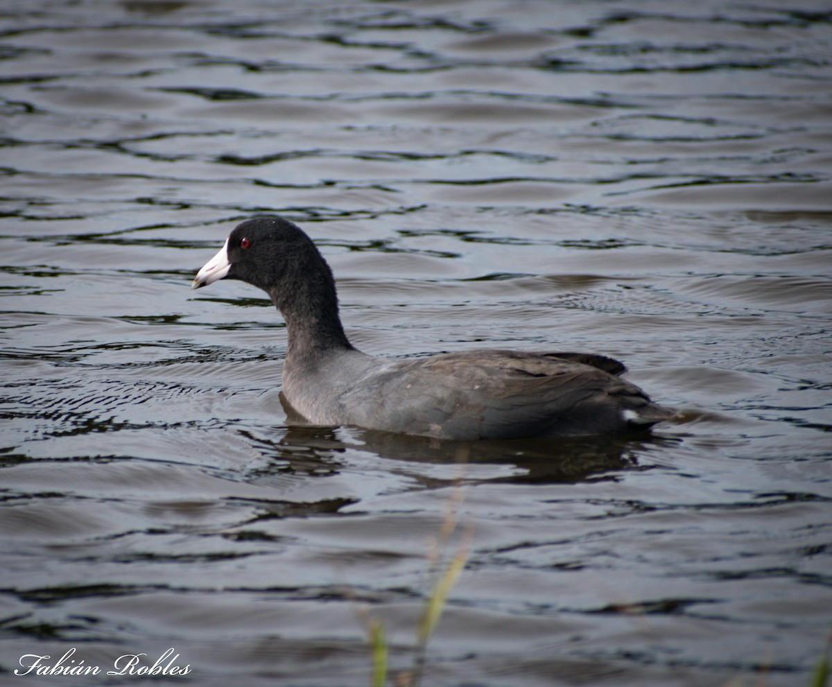 lyska americká - ML280993811