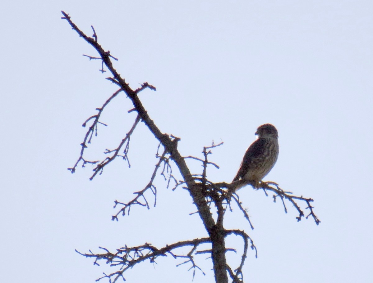 Merlin - ML280994101