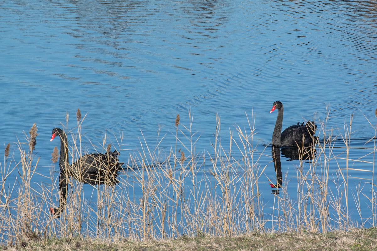 Black Swan - ML280995001