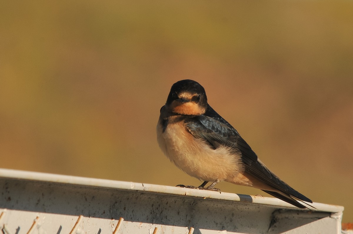 Barn Swallow (Tytler's) - Augusto Faustino