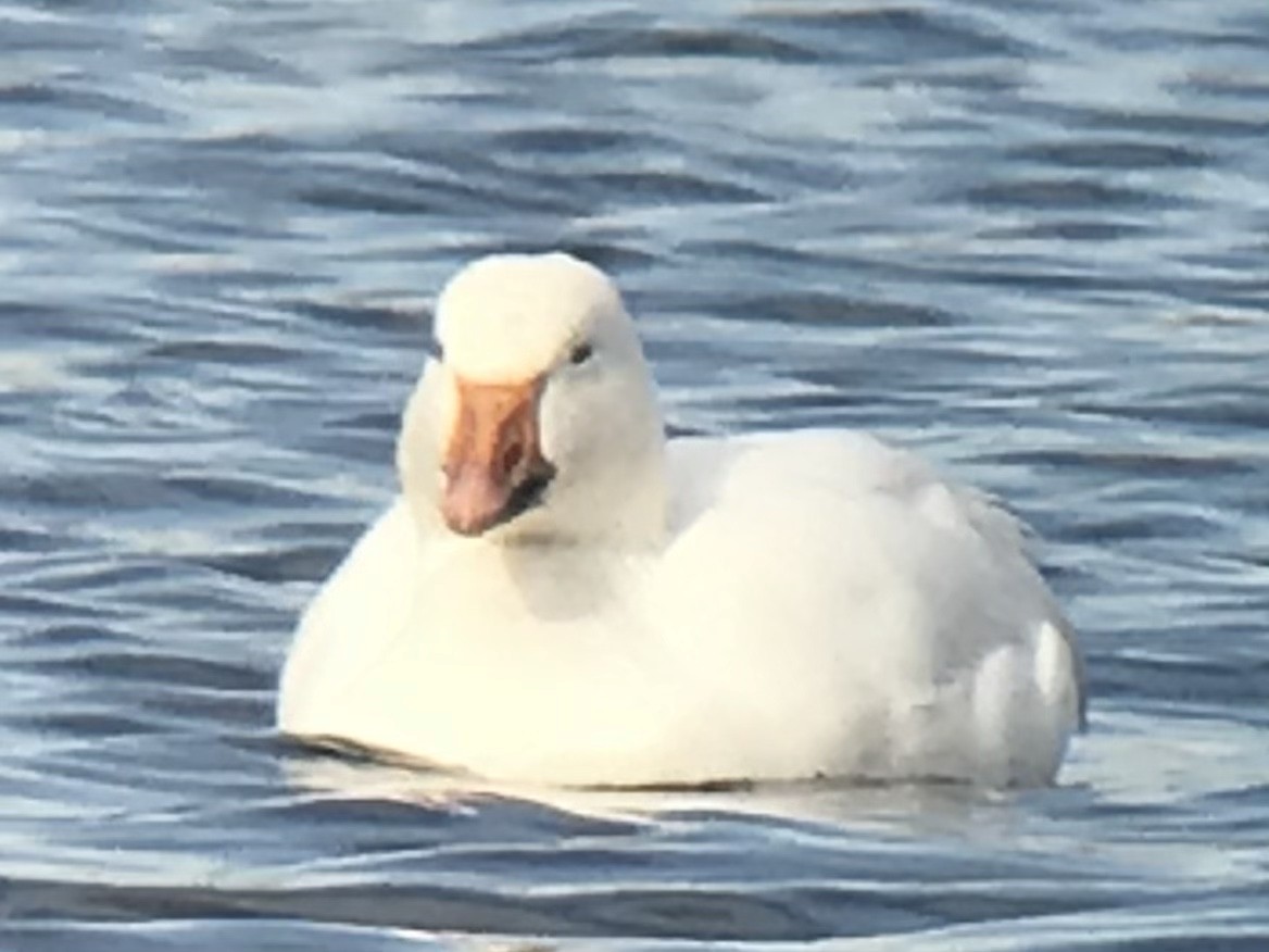 Snow Goose - ML280997541