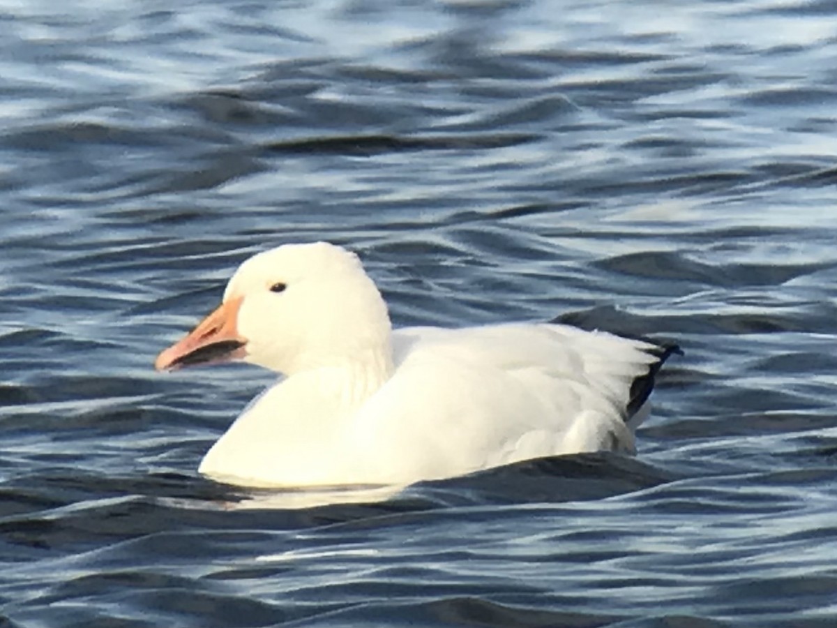 Snow Goose - ML280997571