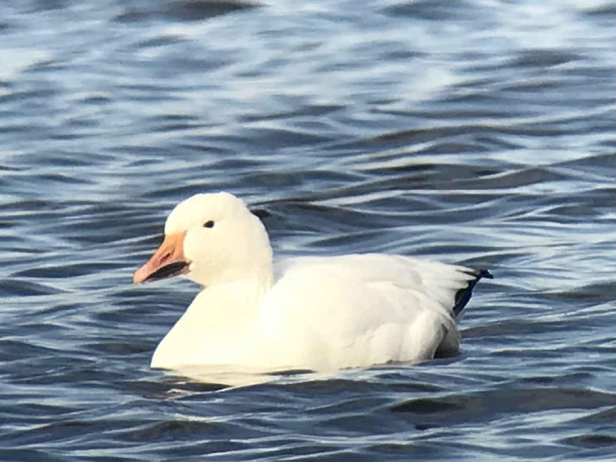 Snow Goose - ML280997591