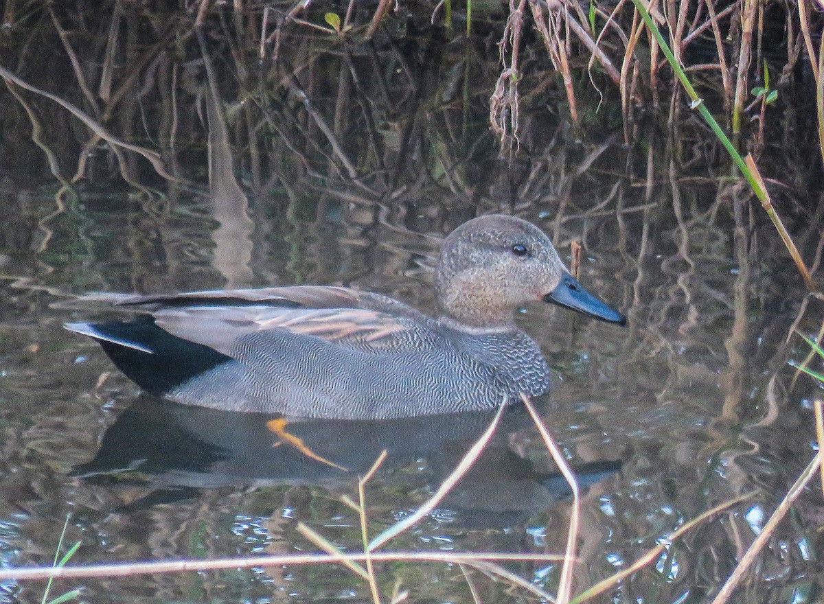 Gadwall - Joan Balfagón