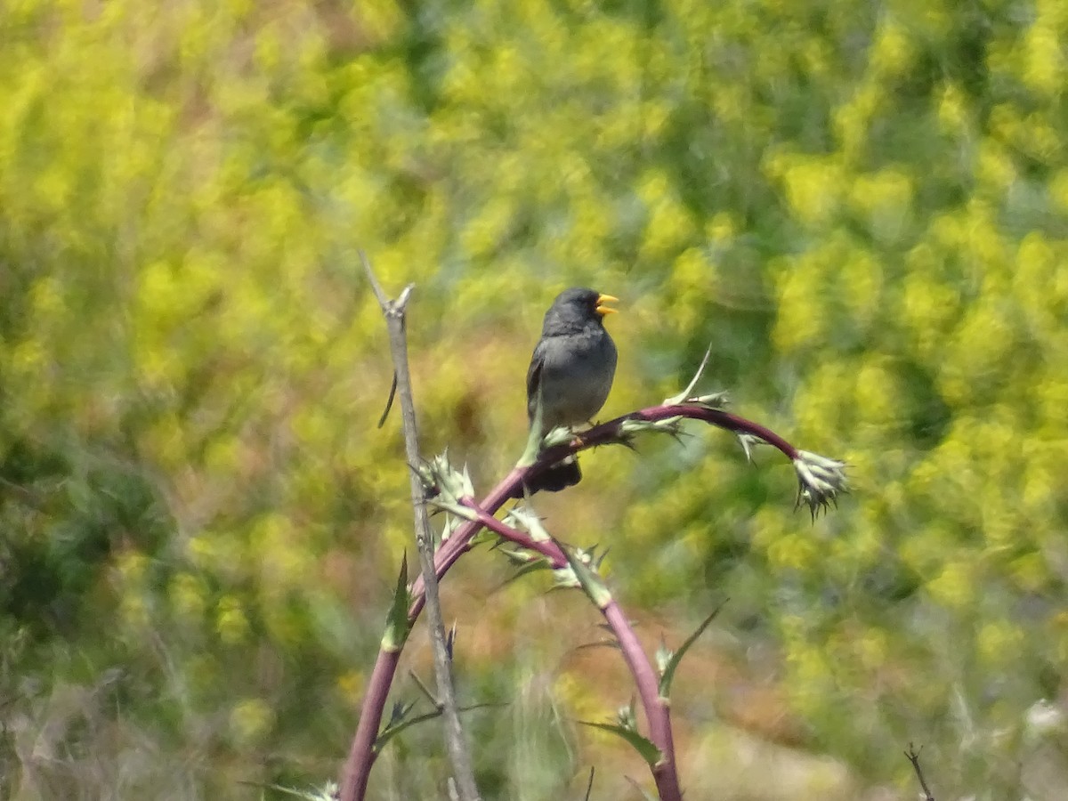 Band-tailed Sierra Finch - ML280998891