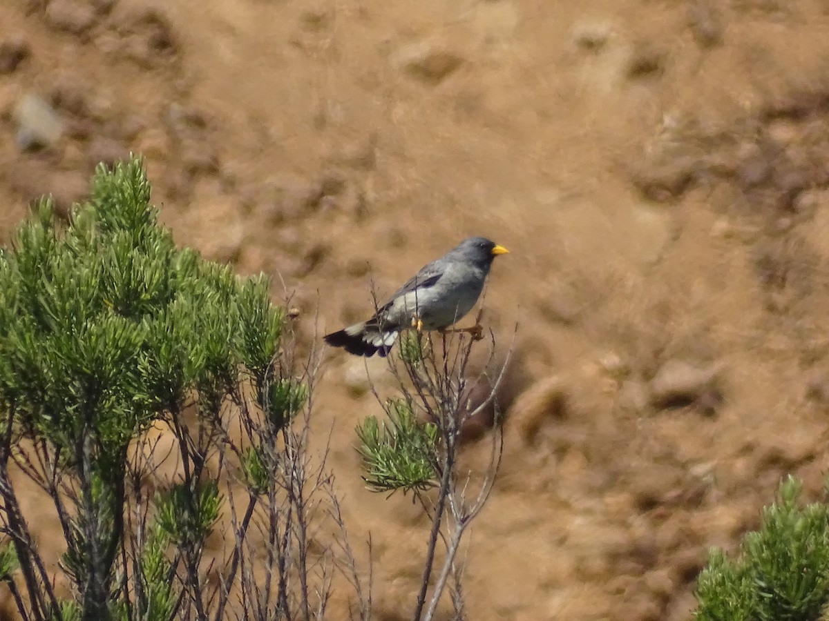 Band-tailed Sierra Finch - ML280998931