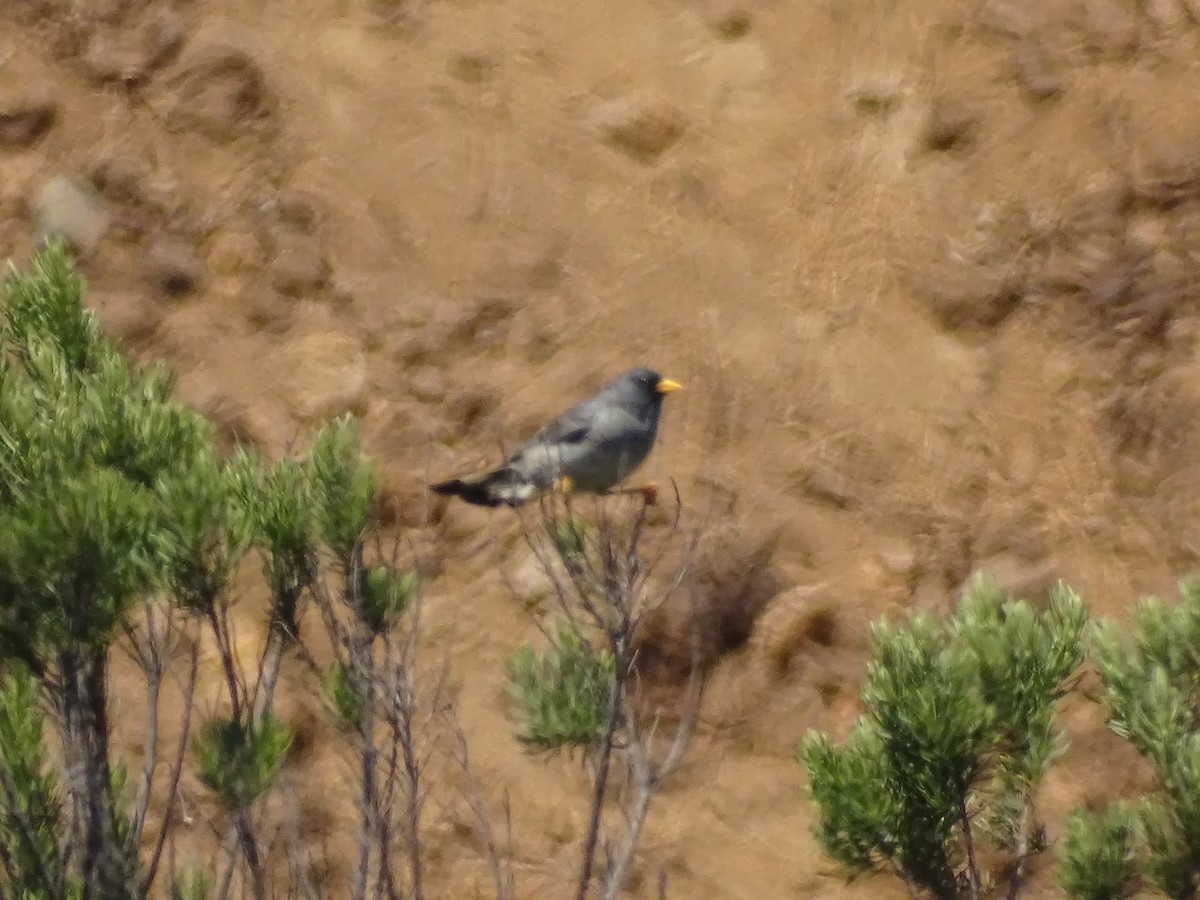 Band-tailed Sierra Finch - ML280998941