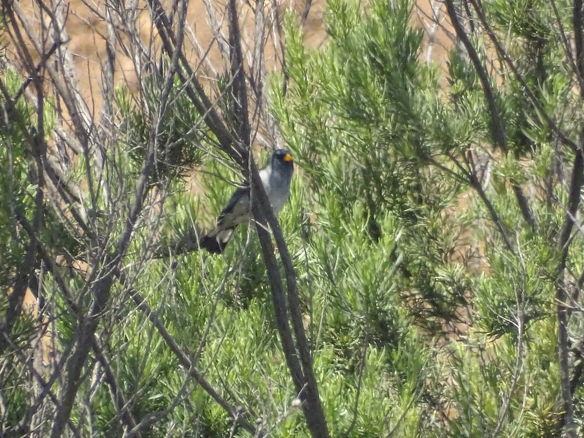 Band-tailed Sierra Finch - ML280998971